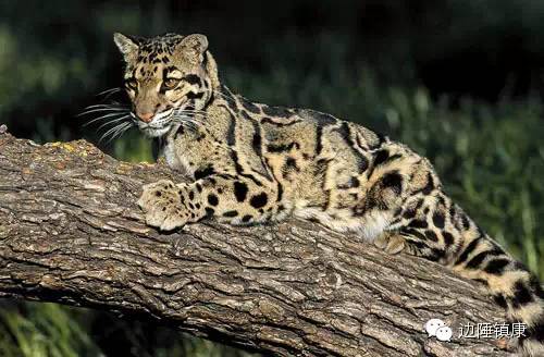 云南广播电视台(微信)