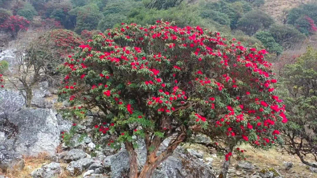 云南广播电视台(微信)