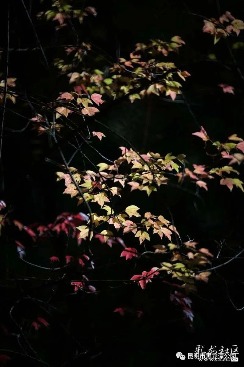 昆明市黑龙潭公园