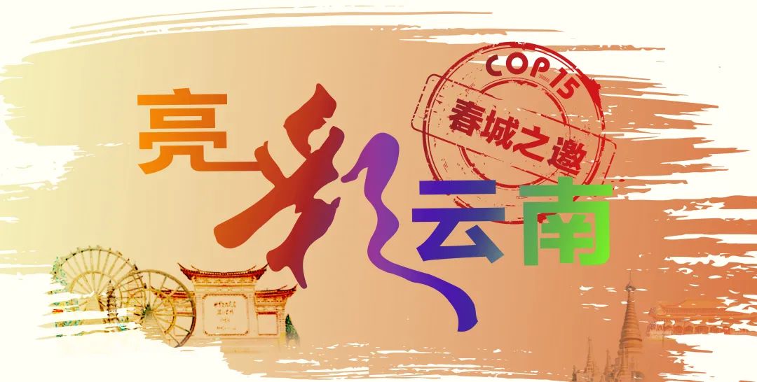 春城晚报(微信)