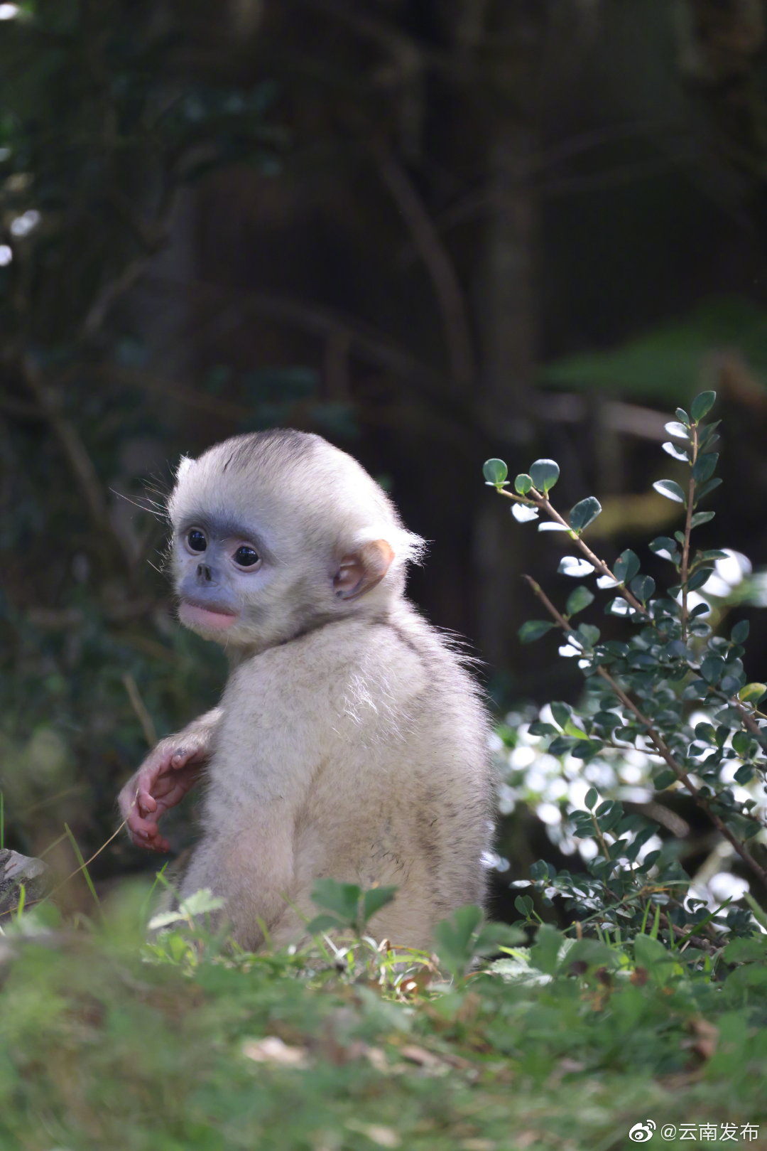 “云南发布”微博
