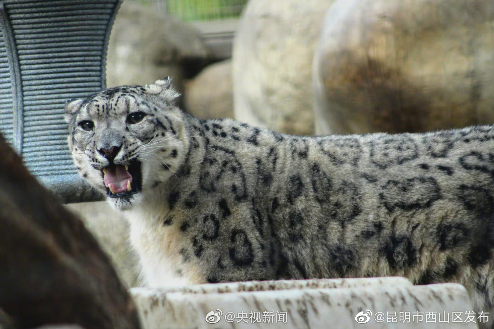 “昆明市西山区发布”微博