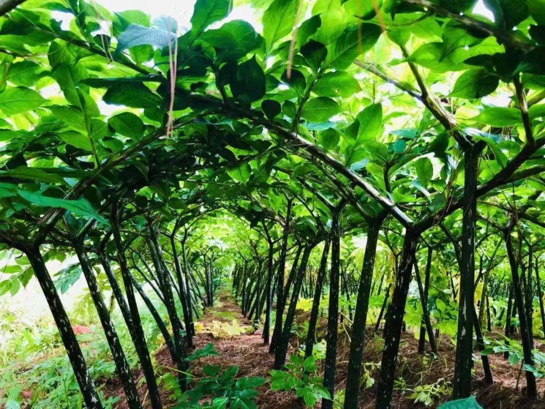 丽江日报(微信)