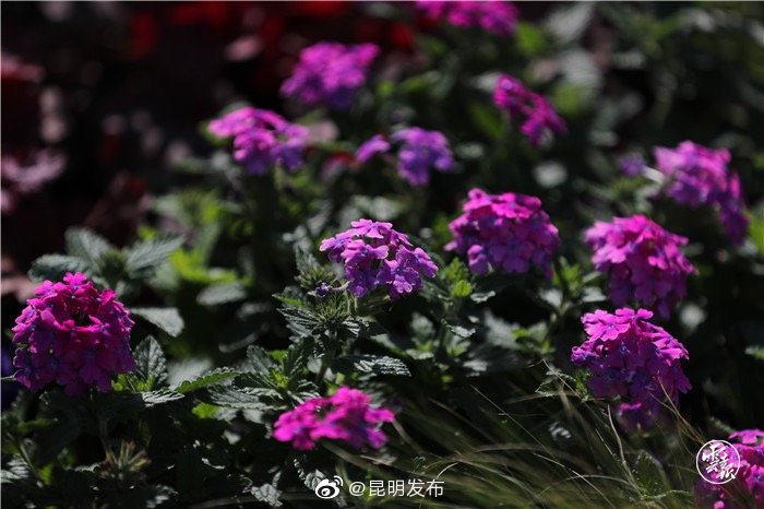 “昆明发布”微博