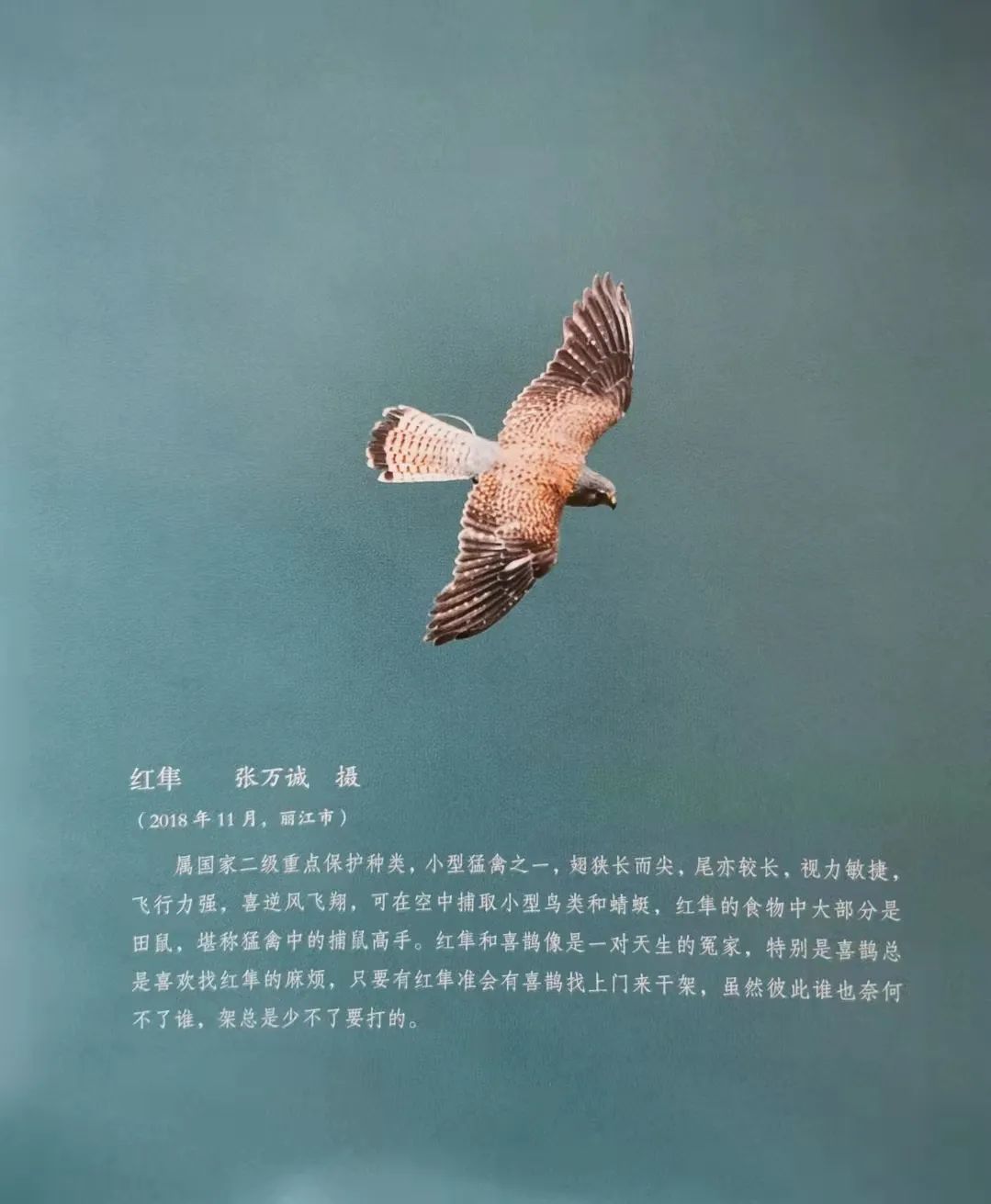 丽江日报(微信)