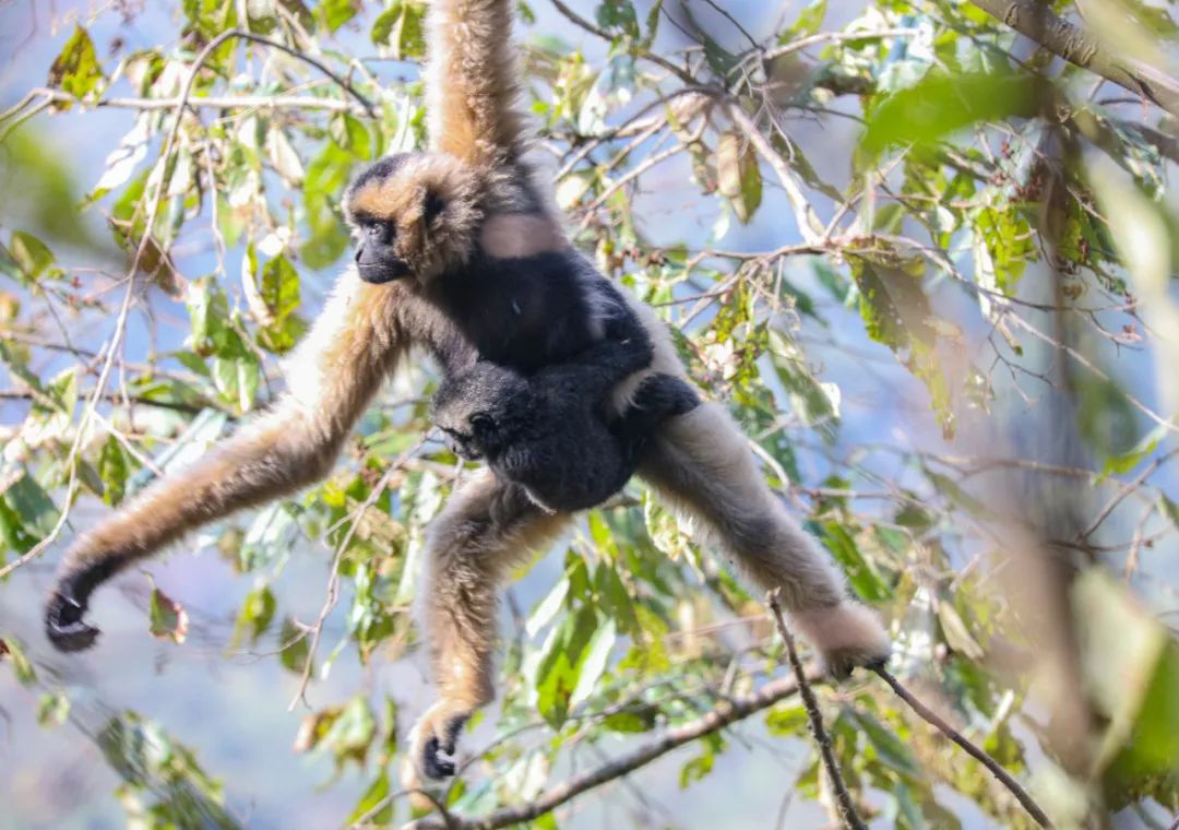 云南广播电视台(微信)