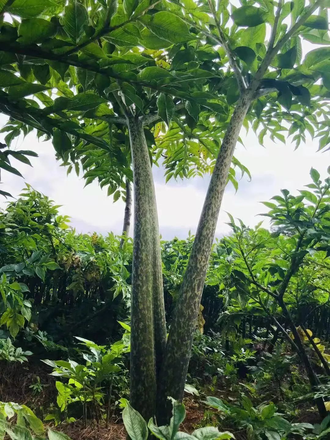 丽江日报(微信)