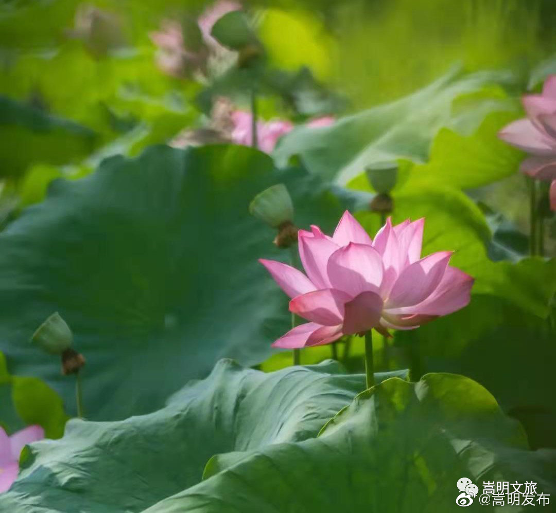 嵩明发布