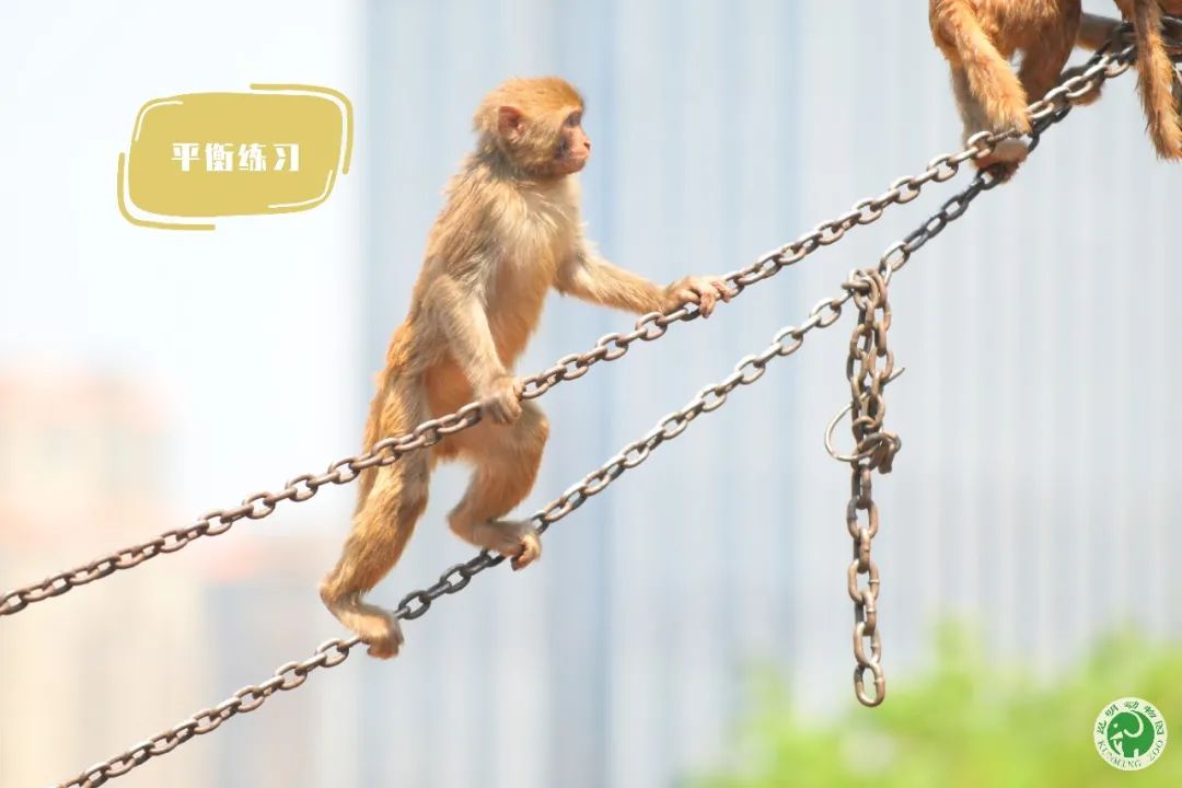 昆明动物园