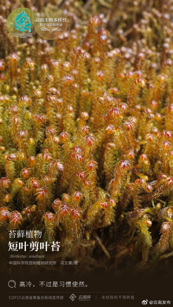 云南生物多样性数字化百科图谱 | 短叶剪叶苔：高冷，不过是习惯使然
