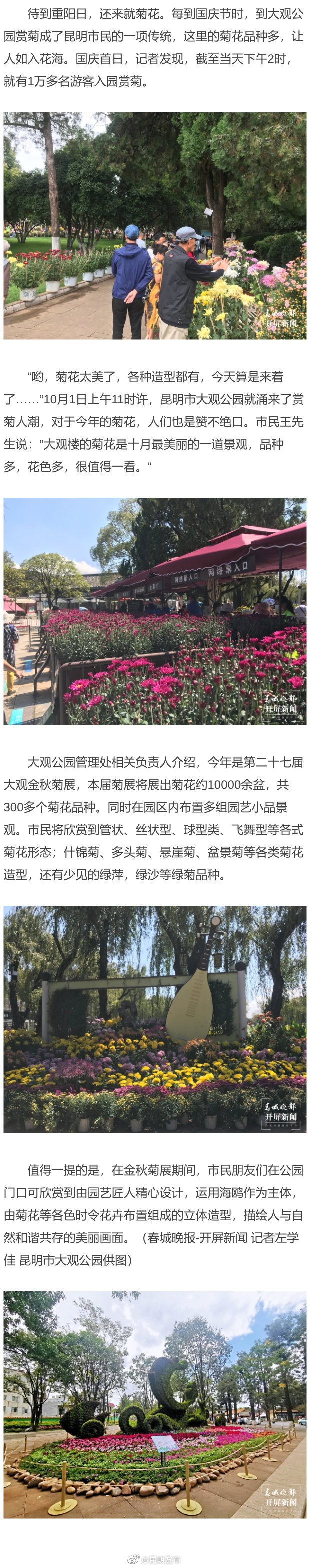 十一游玩好去处，昆明大观公园赏菊正当时！