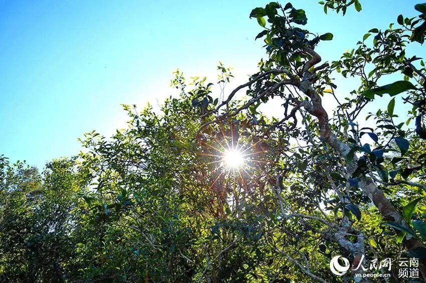 云南广播电视台(微信)