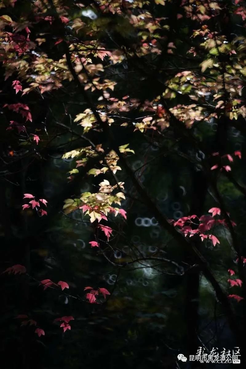 昆明市黑龙潭公园