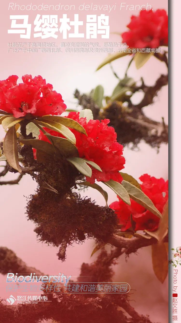 云南广播电视台(微信)