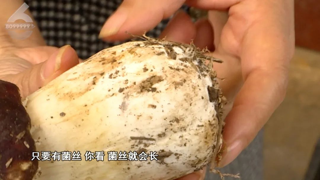 春城晚报(微信)
