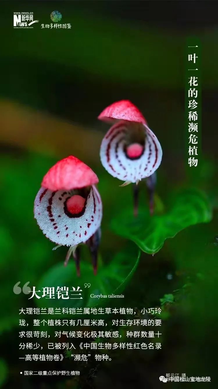 保山新闻网(微信)