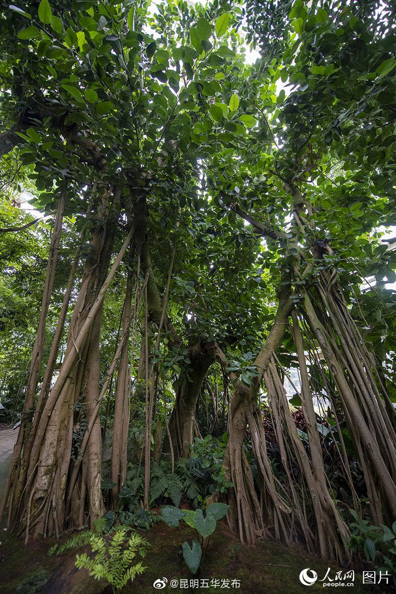 “昆明五华发布”微博