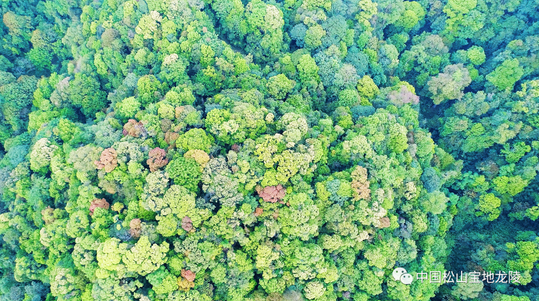 保山新闻网(微信)