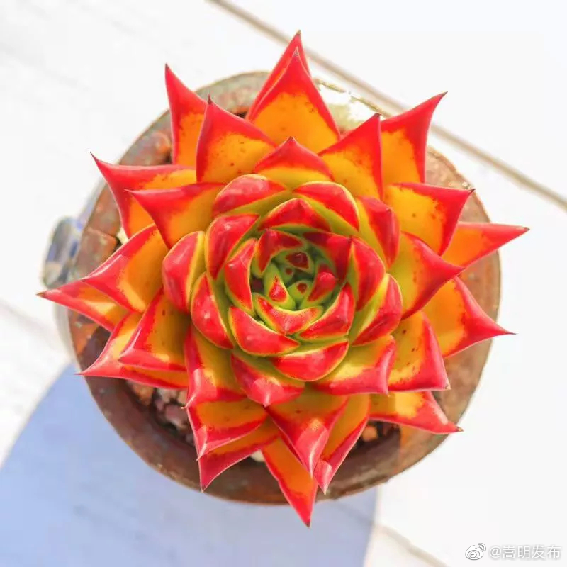 嵩明发布