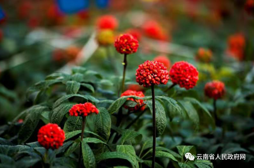 云南省人民政府网