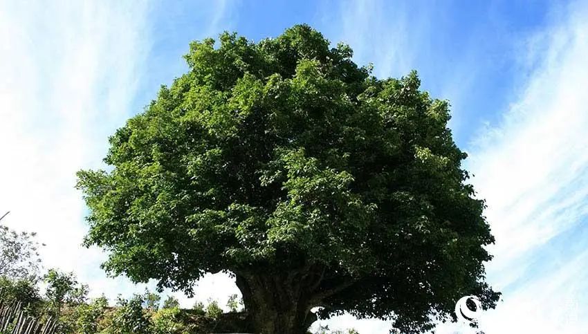 云南广播电视台(微信)