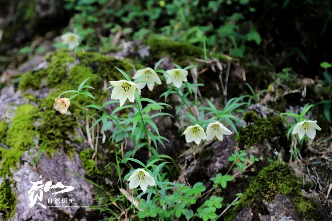 云南广播电视台(微信)