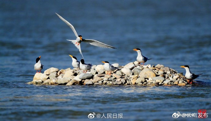 “云南发布”微博