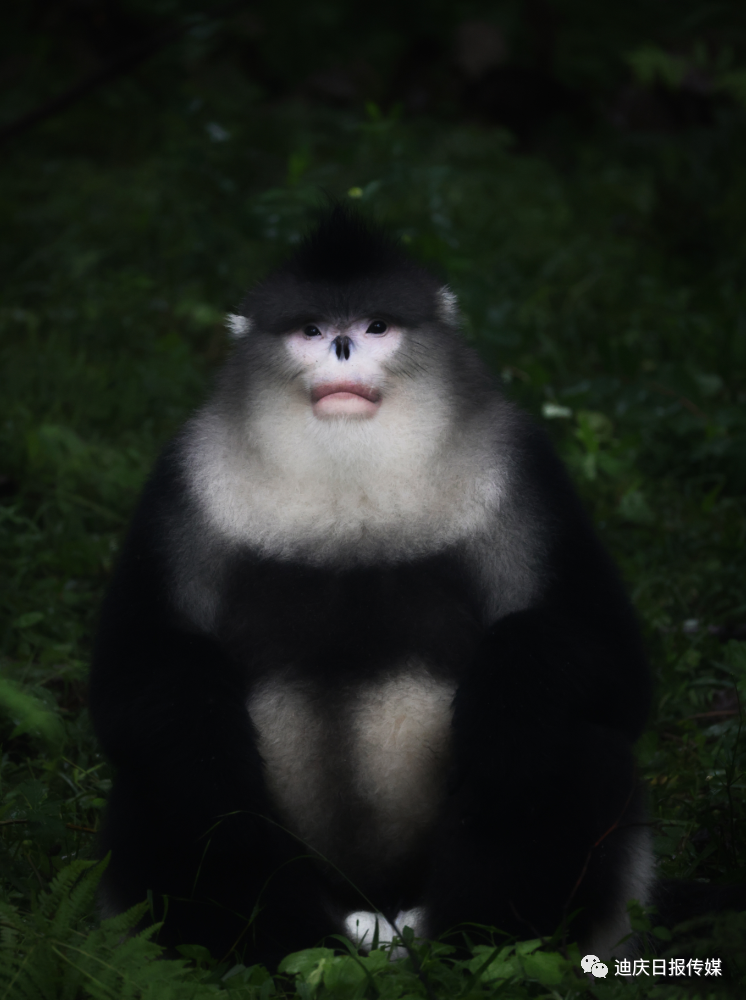 迪庆日报传媒(微信)