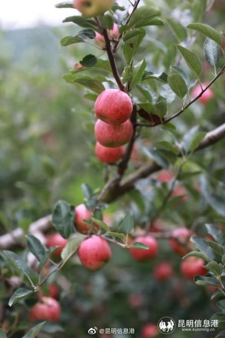 昆明信息港微博