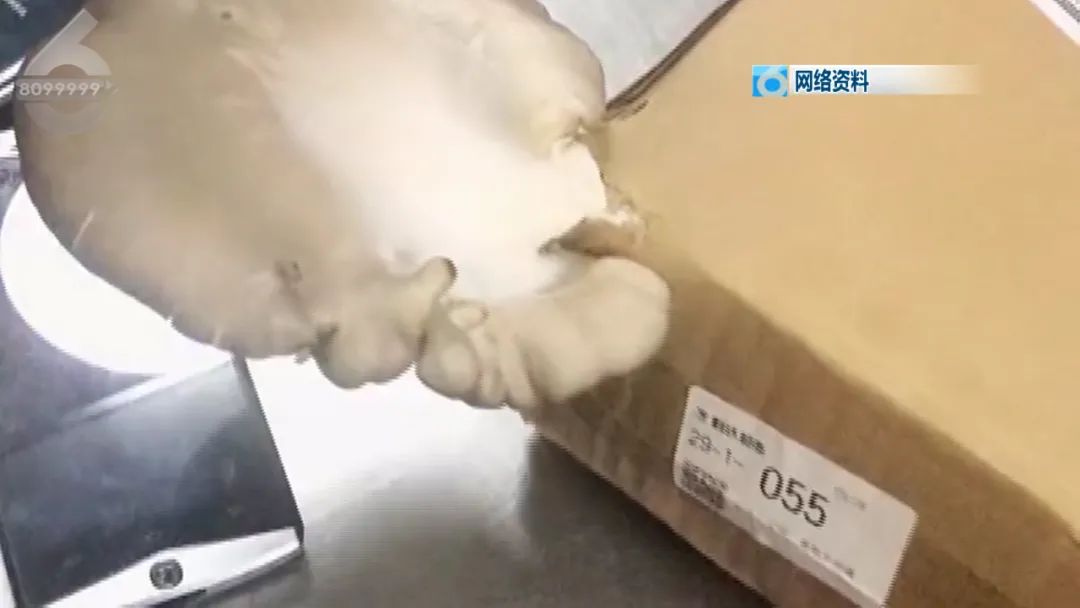 春城晚报(微信)