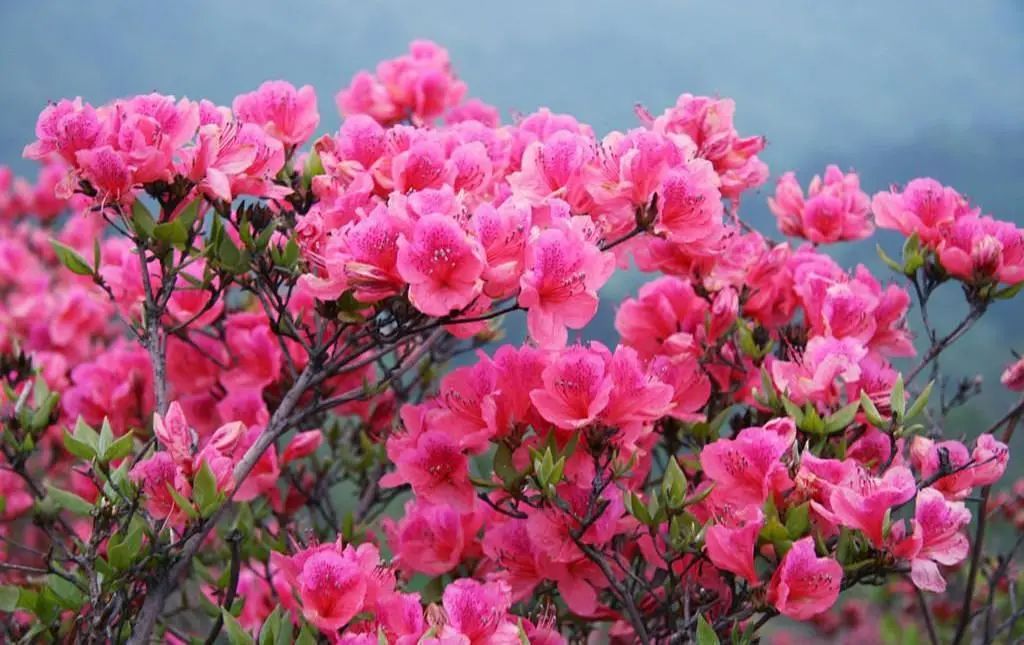 云南广播电视台(微信)