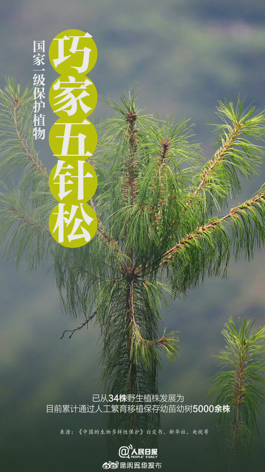 “昆明五华发布”微博