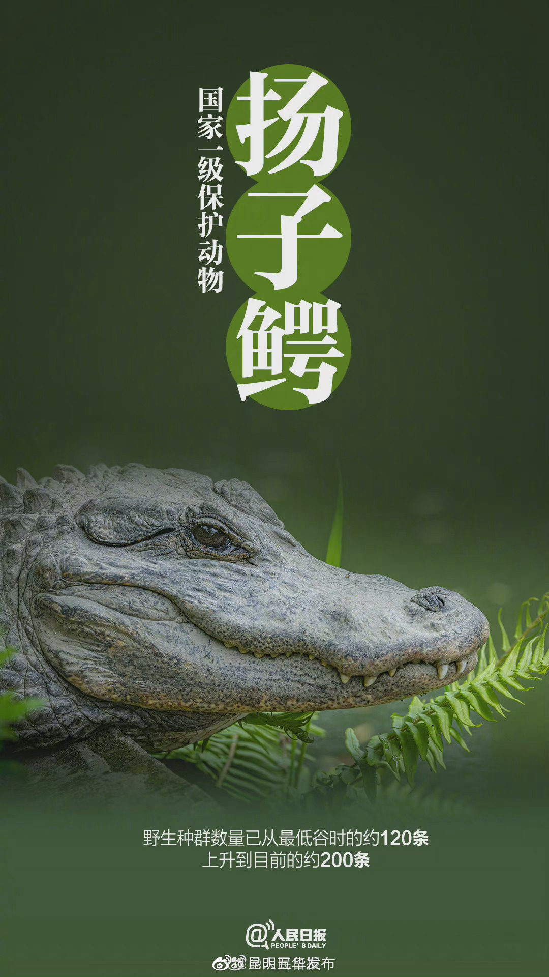 “昆明五华发布”微博