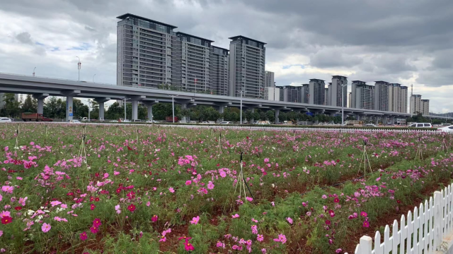 春城晚报(微信)