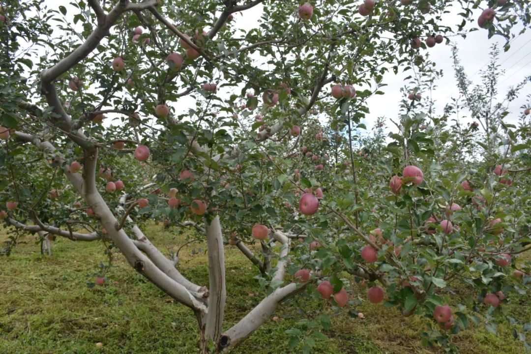 丽江日报(微信)