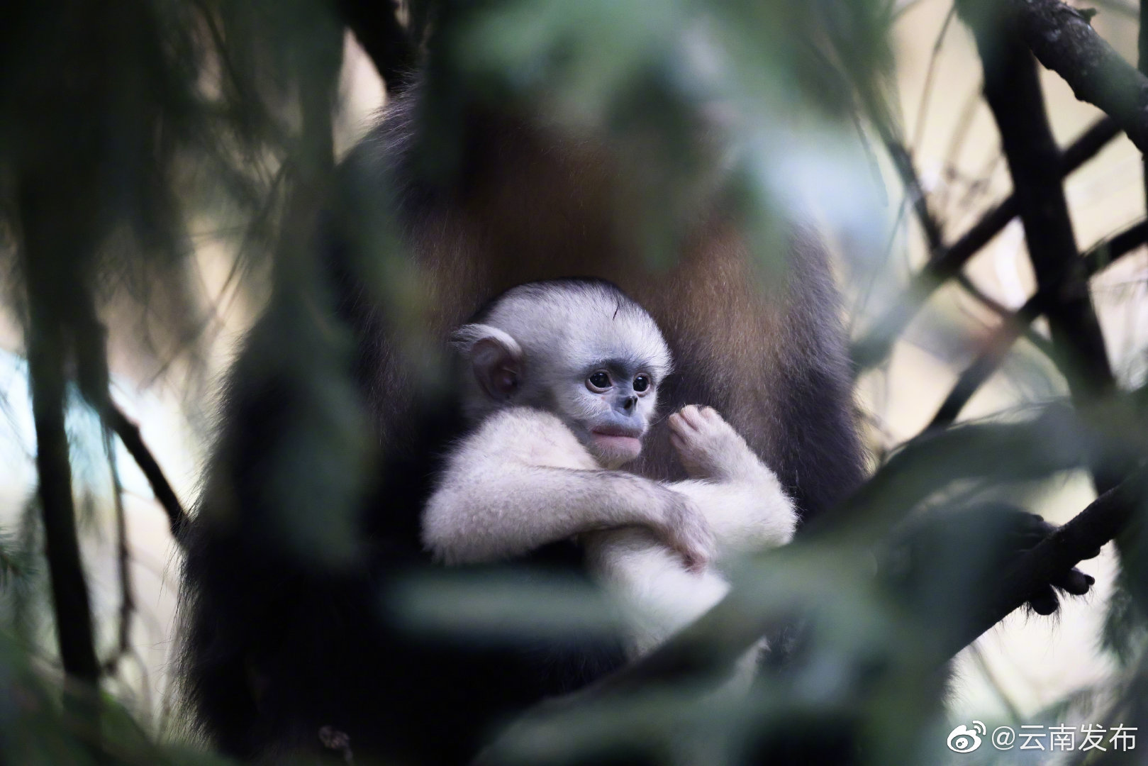 “云南发布”微博