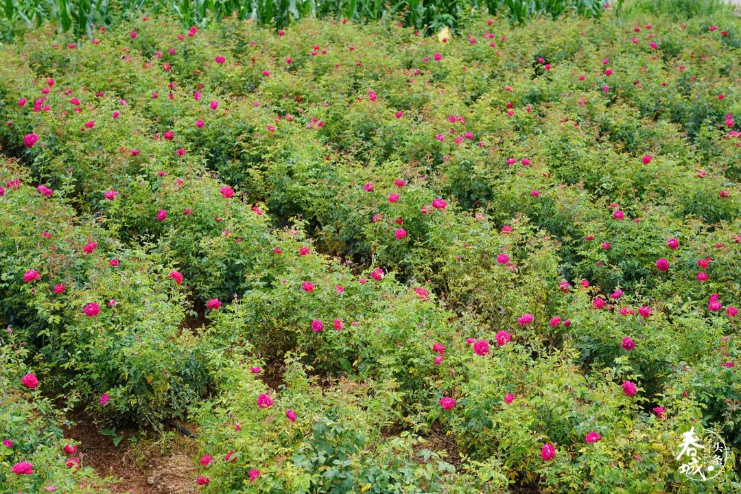 昆明发布(微信)