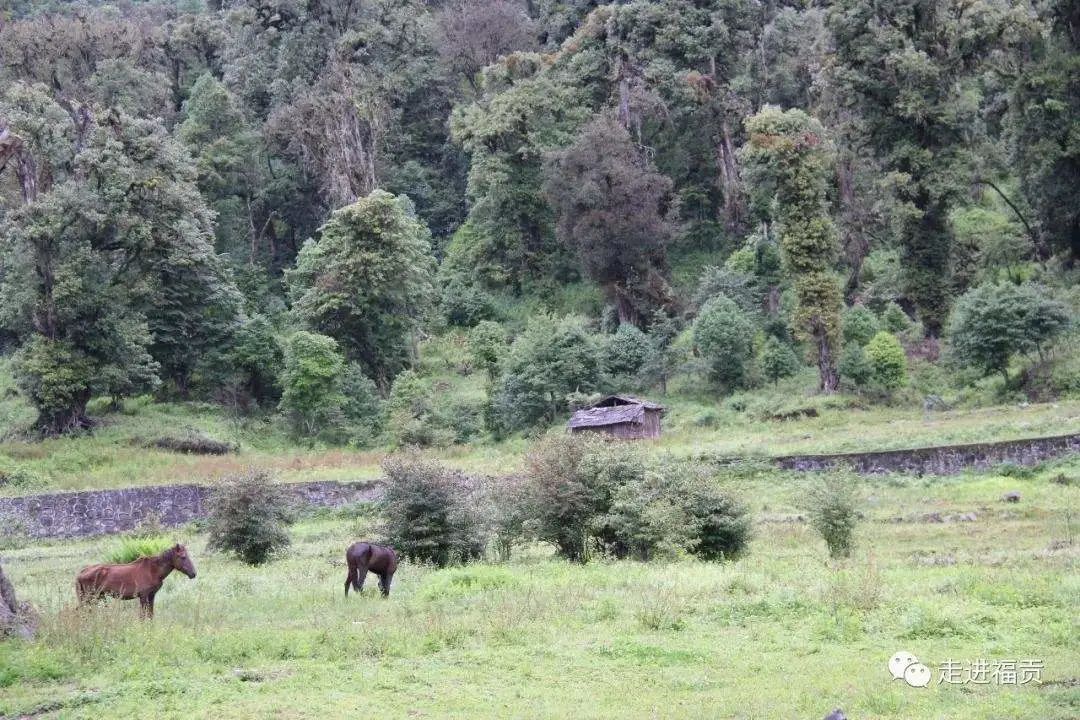 福贡先锋(微信)