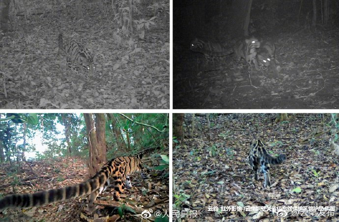 “云南发布”微博