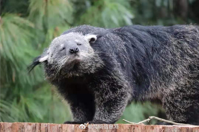 昆明信息港微博