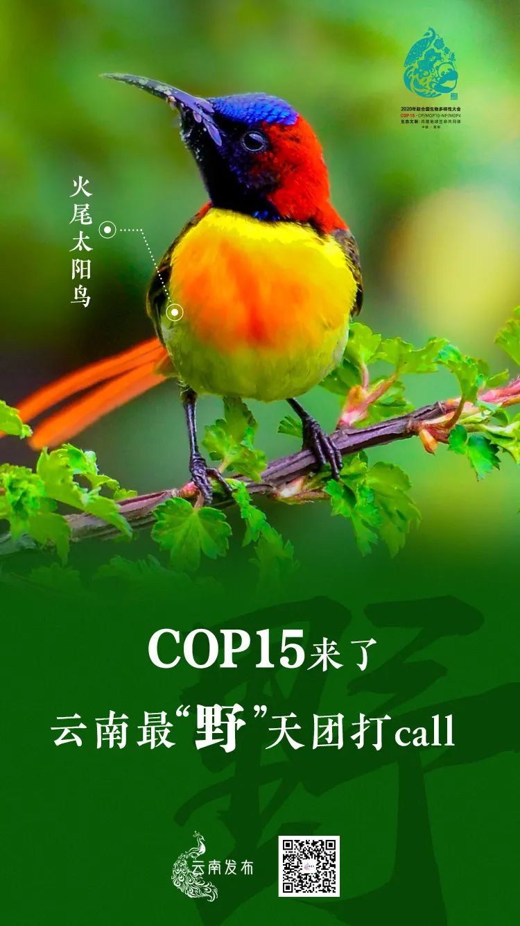 玉溪发布(微信)