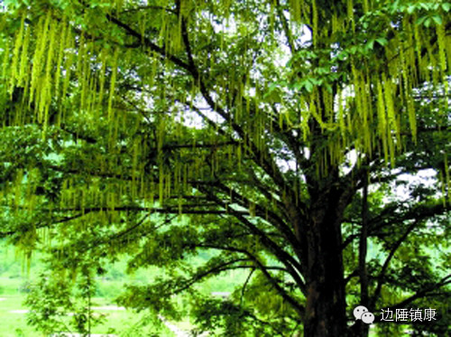 云南广播电视台(微信)