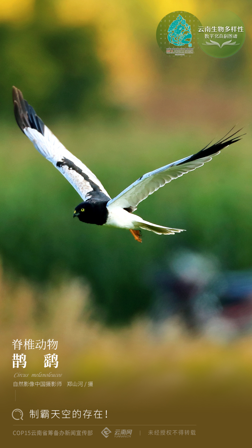 云南省人民政府网