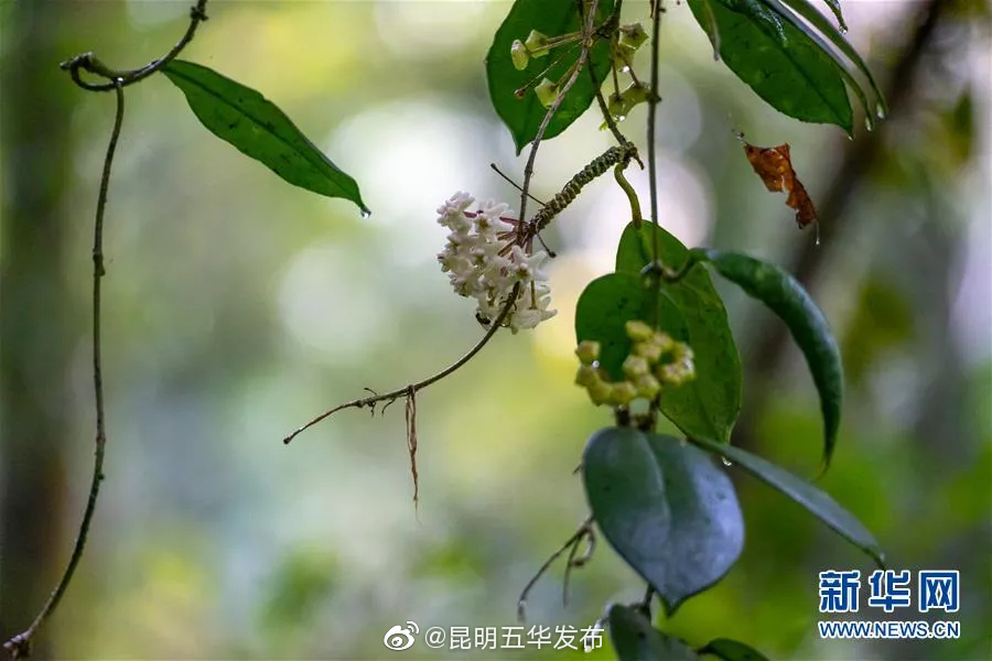 “昆明五华发布”微博