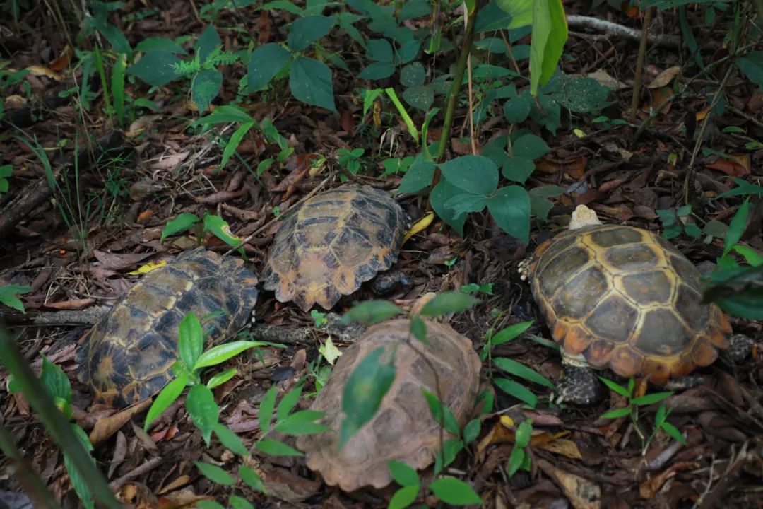 普洱日报(微信)