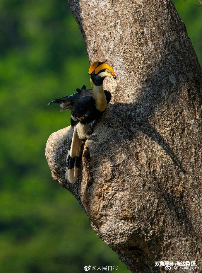 “云南发布”微博