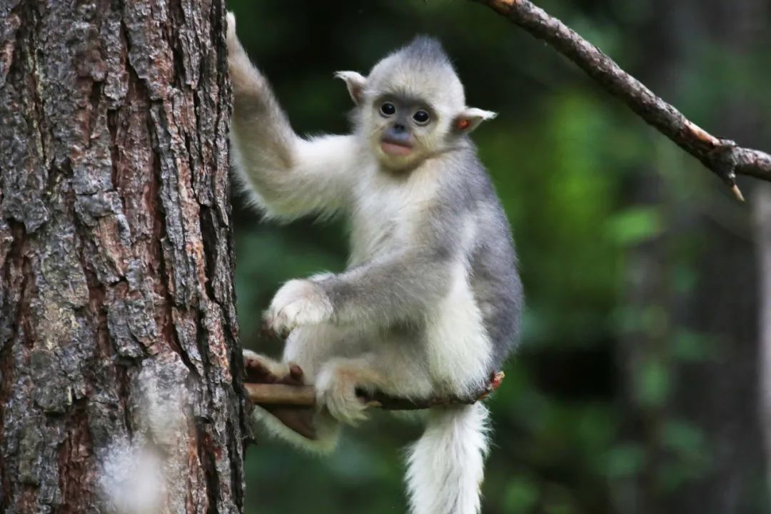 丽江日报(微信)