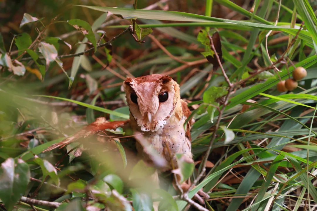 普洱日报(微信)