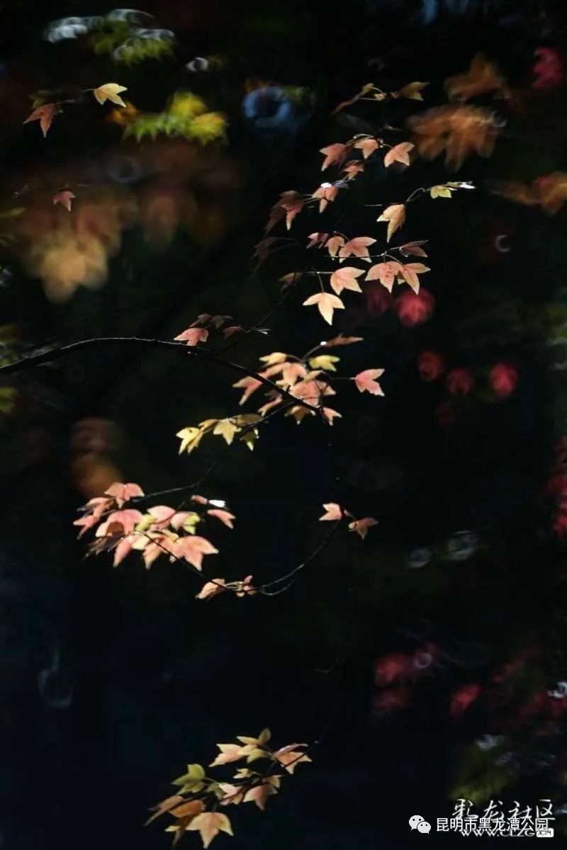 昆明市黑龙潭公园