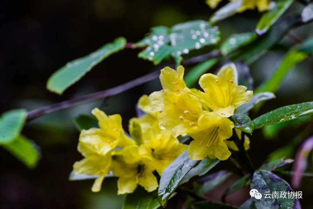 云南政协报(微信)